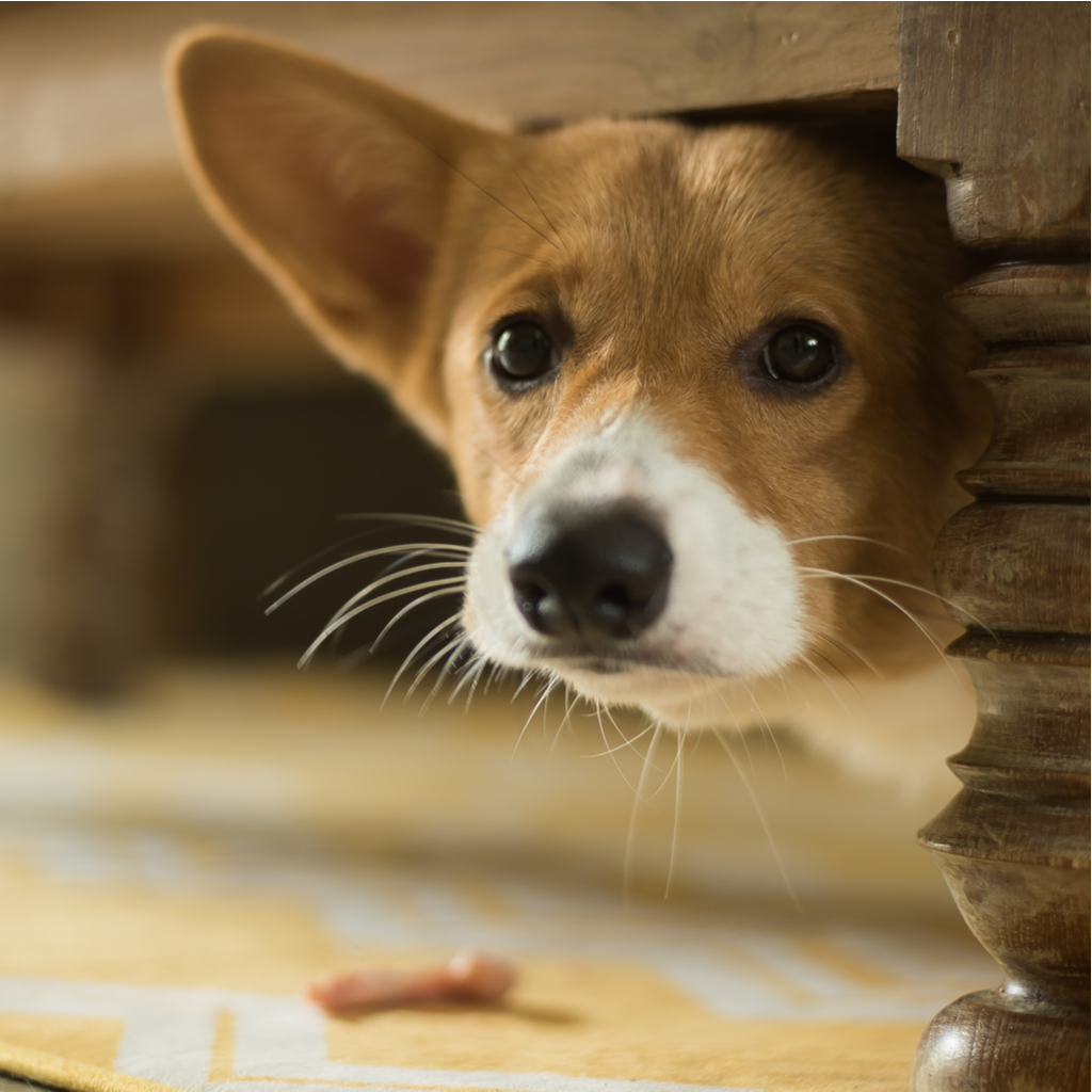 5 Ways to Decrease Your Dogs Separation Anxiety