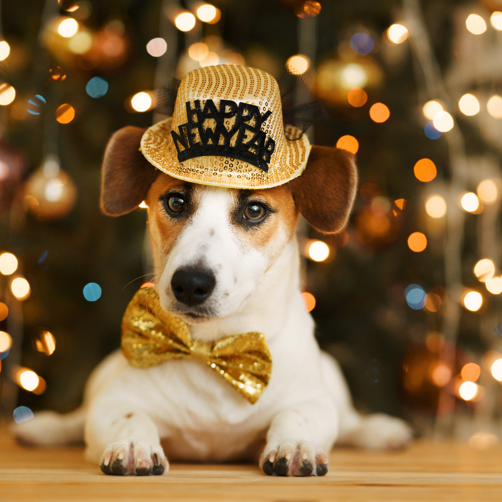 Celebrate New Year Dog