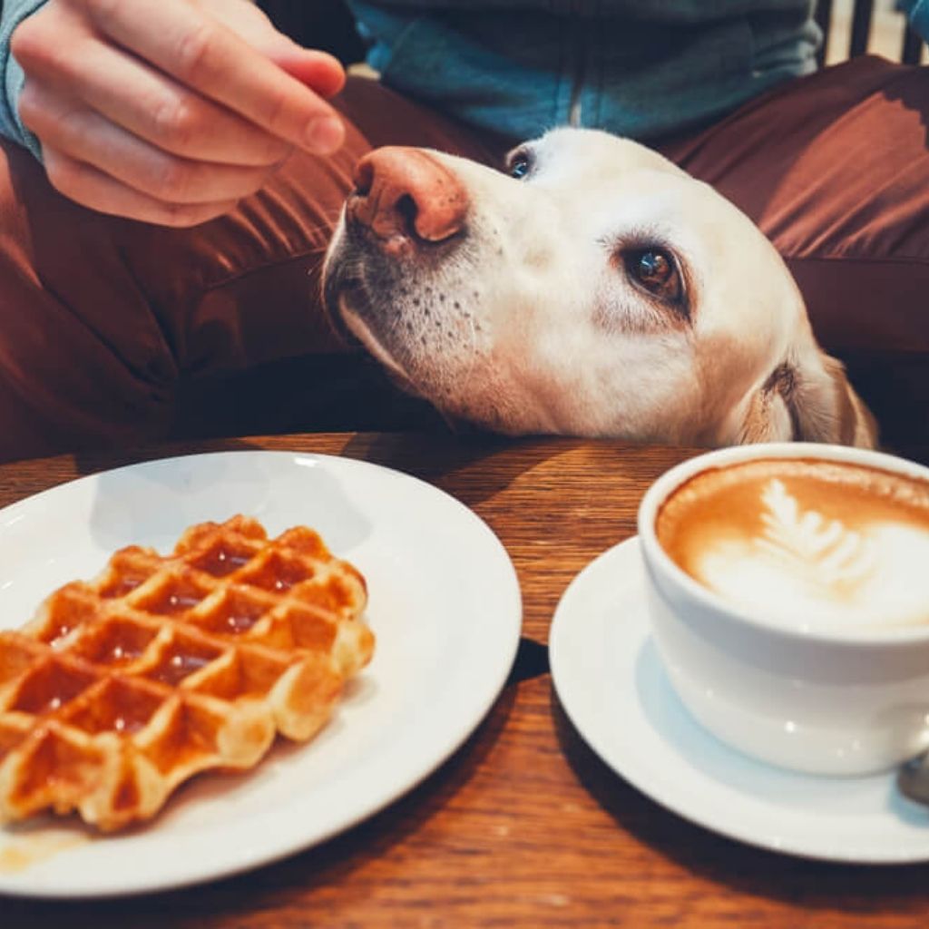 Dog Friendly Coffee Shop