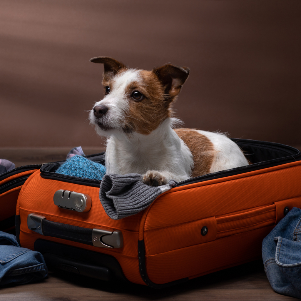 Help Your Dog Cope with Traveling