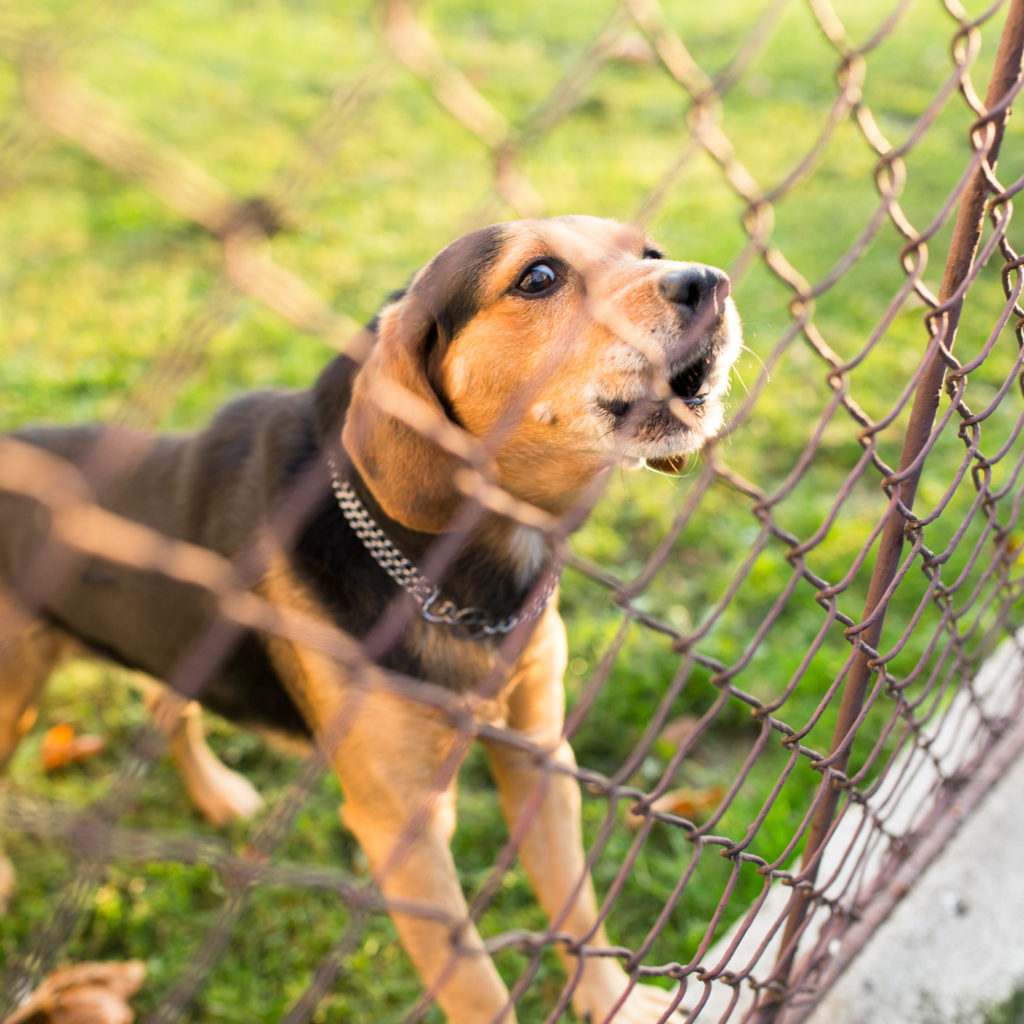 Is Your Dog Barking from Anxiety