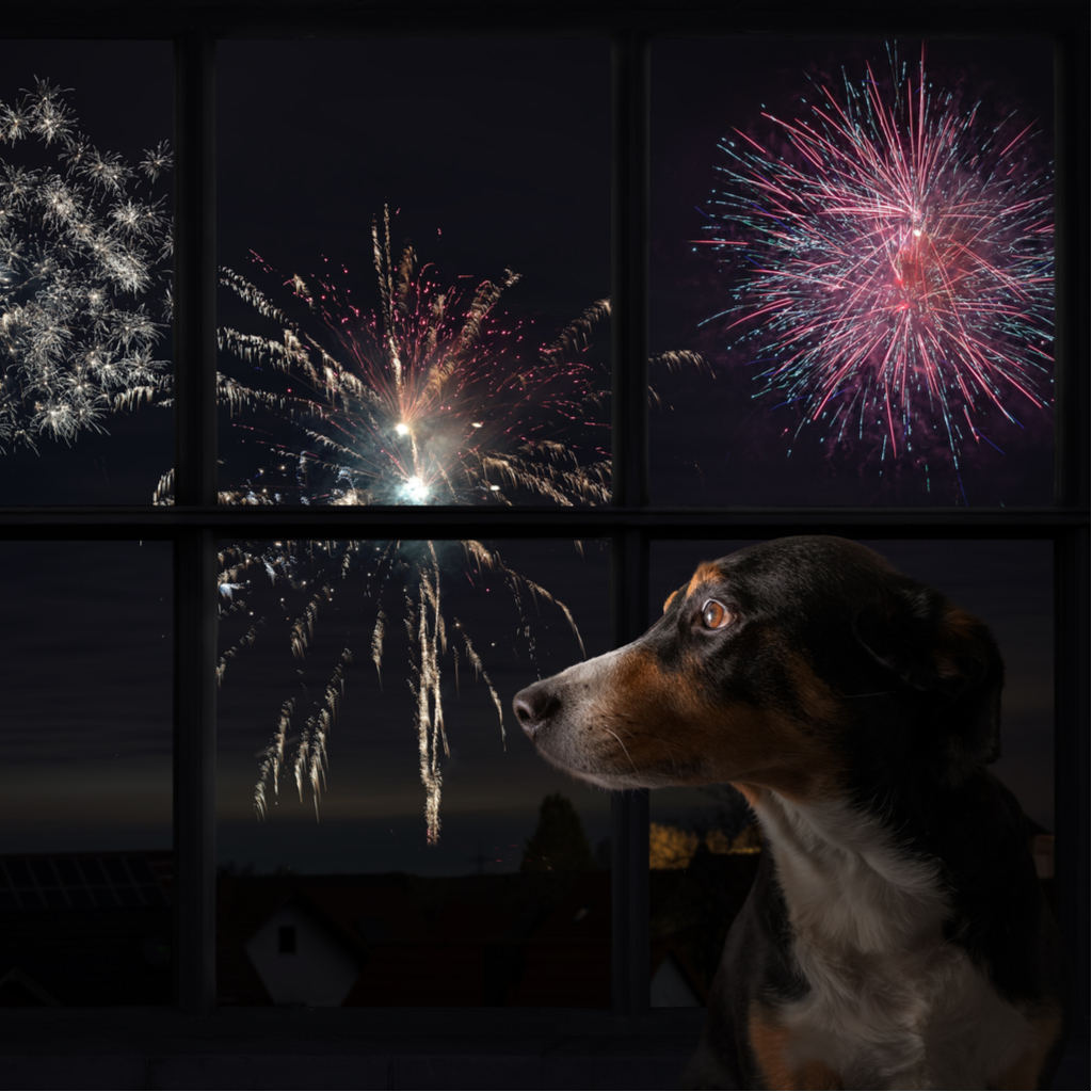 Three Ways to Help Your Dog Through a Fireworks Display